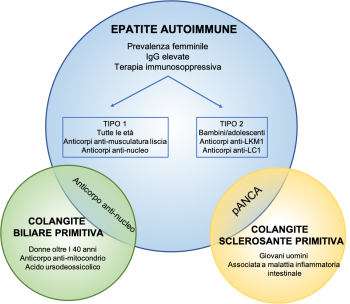 13 epatocentro immagine