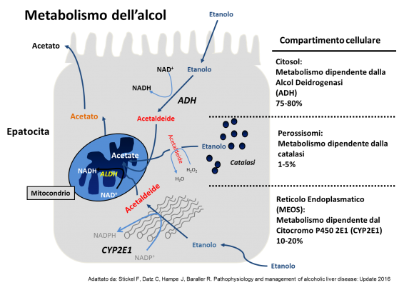 Metabolismo dell'alcol